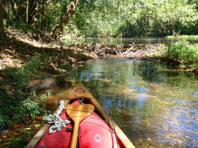 Beaver Dam on old river channel.jpg