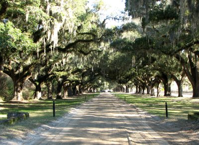 Avenue of Liveoak.jpg
