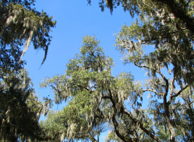 Spanish Moss Panorama.jpg