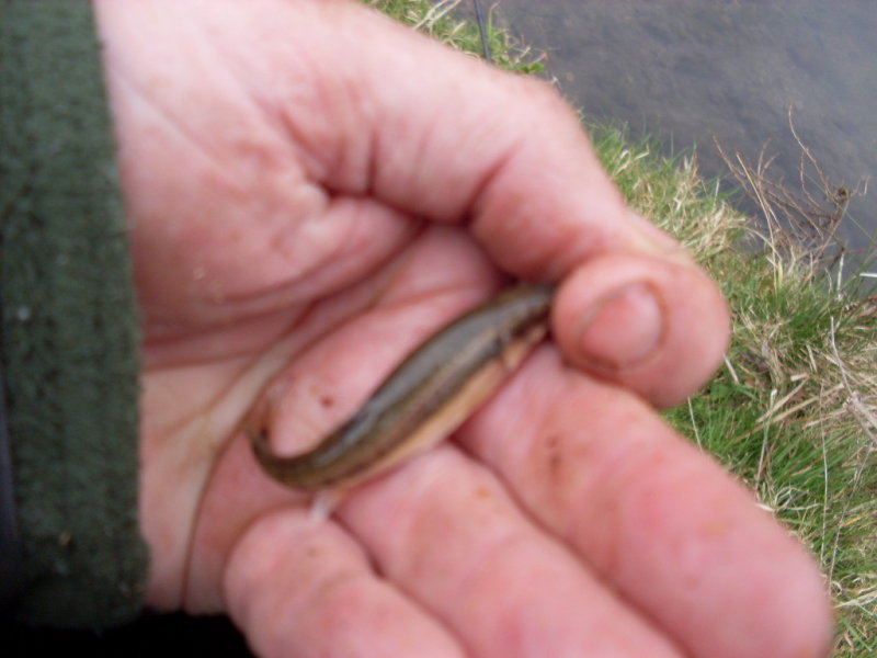 Minnow