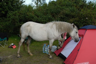 We really must get a bigger tent for the pony Dear!