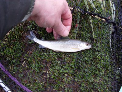 Grayling