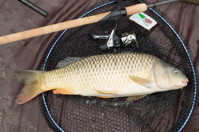 6lb 10oz Common Carp