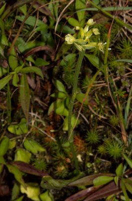 Larrive Maxim Platanthera clavellata Orchides Laurentides 4.jpg
