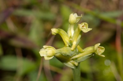 Larrive Maxim Platanthera clavellata Orchides Laurentides 3.jpg