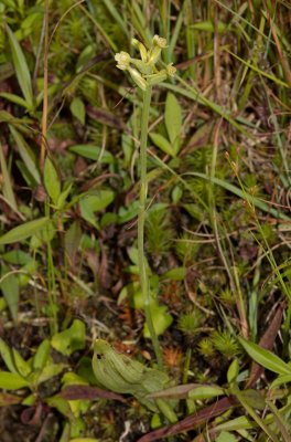 Larrive Maxim Platanthera clavellata Orchides Laurentides 2.jpg