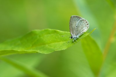 Azure dt Insectes Outaouais 066.jpg