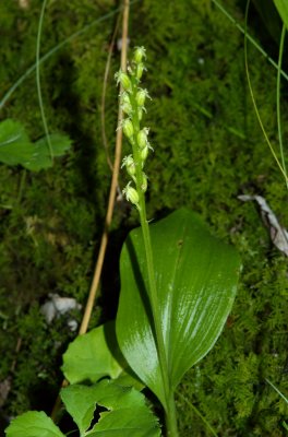 Malaxis monophylla Orchides Outaouais 005.jpg