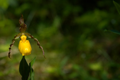 Cypripedium parviflorum Orchidee BSL.jpg