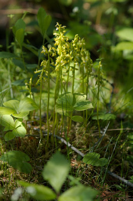 Corallorhiza trifida Orchidee BSL.jpg