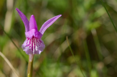 Arethusa bulbosa Orchidee BSL.jpg