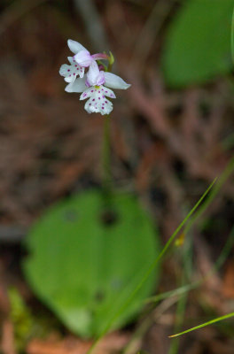 Amerorchis rotundifolia Orchide BSL 3.jpg