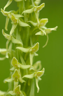 Larrive_Maxim Platanthera huronensis_Orchidee_Bas_St_Laurent.jpg