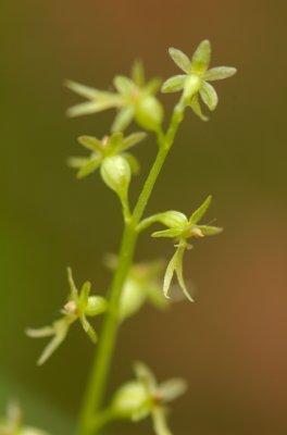 Listera cordata Orchide_BSL.jpg