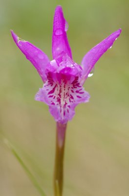 Arethusa bulbosa Orchide BSL.jpg