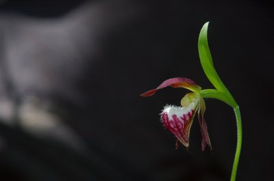 Cypripedium arietinum Orchide Ottawa 2.jpg