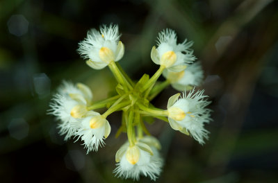 Plantanthera leucophaea 050.jpg