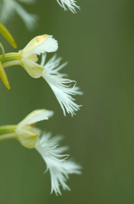 Plantanthera leucophaea 031.jpg