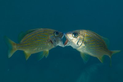 Kissing fishes Florida 012.jpg