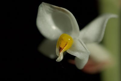 2009-01-27 Ludisia discolor 100.jpg