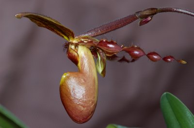 Pahpiopedilum hybrid Orchids in flower 103.jpg