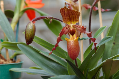 Pahpiopedilum hybrid Orchids in flower 091.jpg