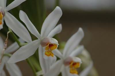 Coelogyne nitida 166.jpg