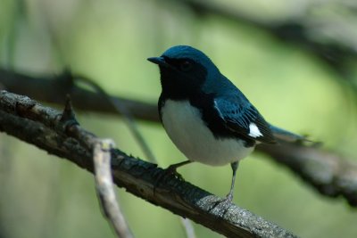 Jack Pine trail 30 Black Throated Blue Warbler.jpg