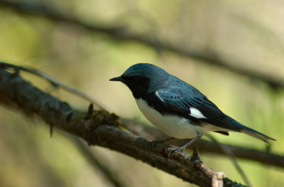 Jack Pine trail 31 Black Throated Blue Warbler.jpg