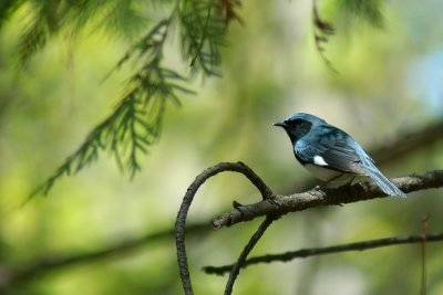 Jack Pine trail 35 Black Throated Blue Warbler.jpg