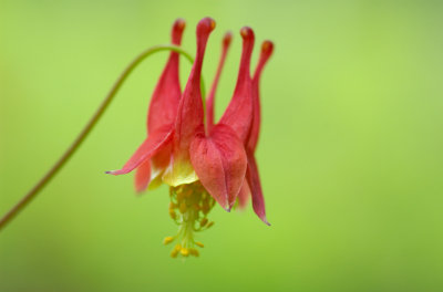 Aquilegia canadensis CGCT EO Site sensing 133.jpg