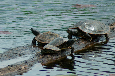 Turtles Queens BS 073.jpg