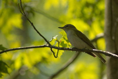 Red-eyed vireo CGCT Lac St-Charles 100.jpg
