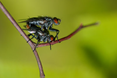Mating flies CGCT Gatineau Park 046.jpg