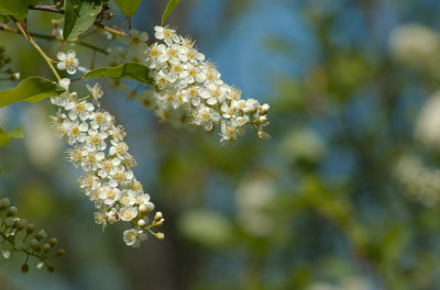 Prunus sp CGCT Gatineau Park 080.jpg