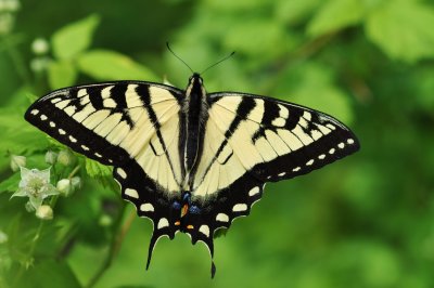 Papilio canadensis CGCT Queens BS 101.JPG