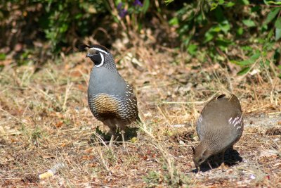 California Quails CGCT 21_25 June 09 103.jpg