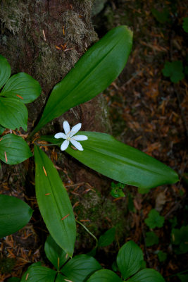 Clintonia uniflora BC CGCT 21_25 June 09 187.jpg
