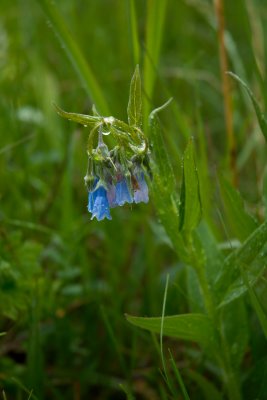Mertensia paniculata CGCT 21_25 June 09 387.jpg
