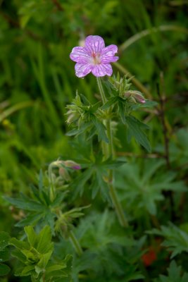Wild Geranium Waterton NP Alberta CGCT 21_25 June 09 361.jpg
