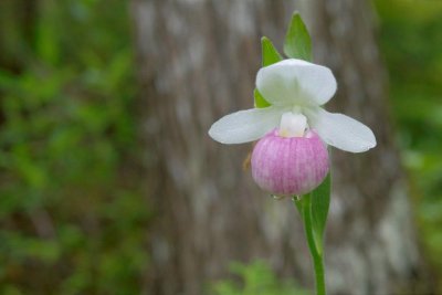 2010-07-11_20 Cypripedium reginae Lac des Joncs Eastern Quebec 288.jpg