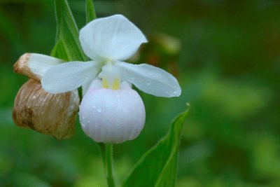 2010-07-11_20 Cypripedium reginae Lac des Joncs Eastern Quebec 318.jpg