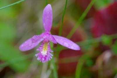 2010-07-11_20 Pogonia ophioglossoides Lac des Joncs Eastern Quebec 326.jpg