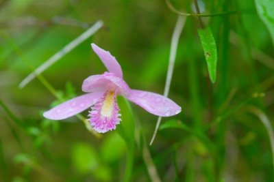 2010-07-11_20 Pogonia ophioglossoides Lac des Joncs Eastern Quebec 342.jpg