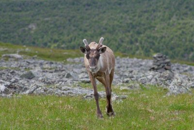 2010-07-11_20 Caribou Mont Jacques-Cartier Parc de la Gaspsie 691.jpg