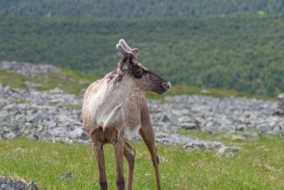 2010-07-11_20 Caribou Mont Jacques-Cartier Parc de la Gaspsie 693.jpg