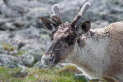 2010-07-11_20 Caribou Mont Jacques-Cartier Parc de la Gaspsie 701.jpg