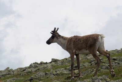 2010-07-11_20 Caribou Mont Jacques-Cartier Parc de la Gaspsie 718.jpg
