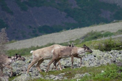 2010-07-11_20 Caribou Mont Jacques-Cartier Parc de la Gaspsie 736.jpg