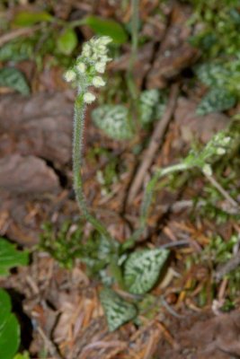 2010-07-11_20 Goodyera repens Parc National du Bic Eastern Quebec 1034.jpg